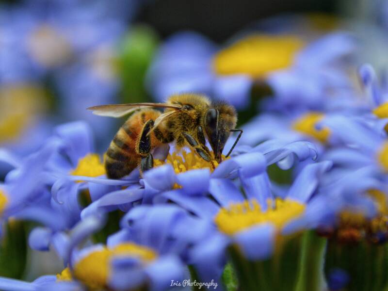 Bijen | Hommels | Bee - Iris Photography - Portfolio Dieren