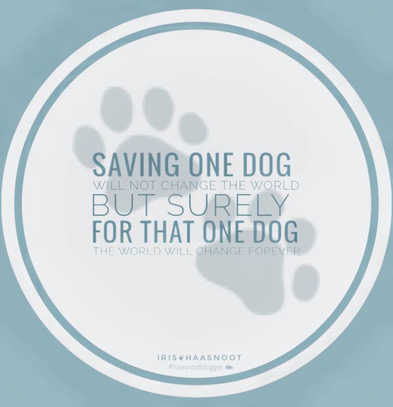 Quotes - Honden - Dogs  - Rescue dogs - Adoptnotshop - Iris Photography