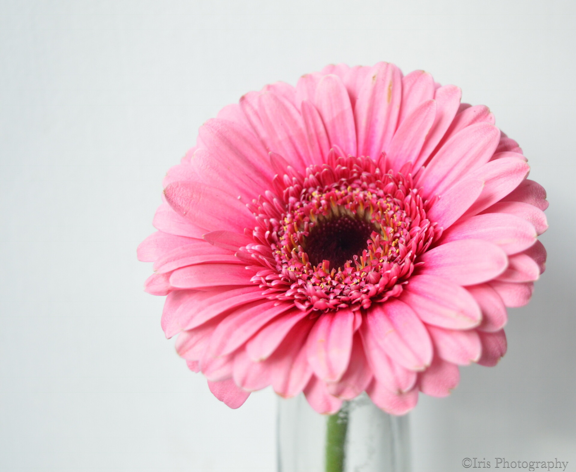 Bloemen - Portfolio - Iris Photography