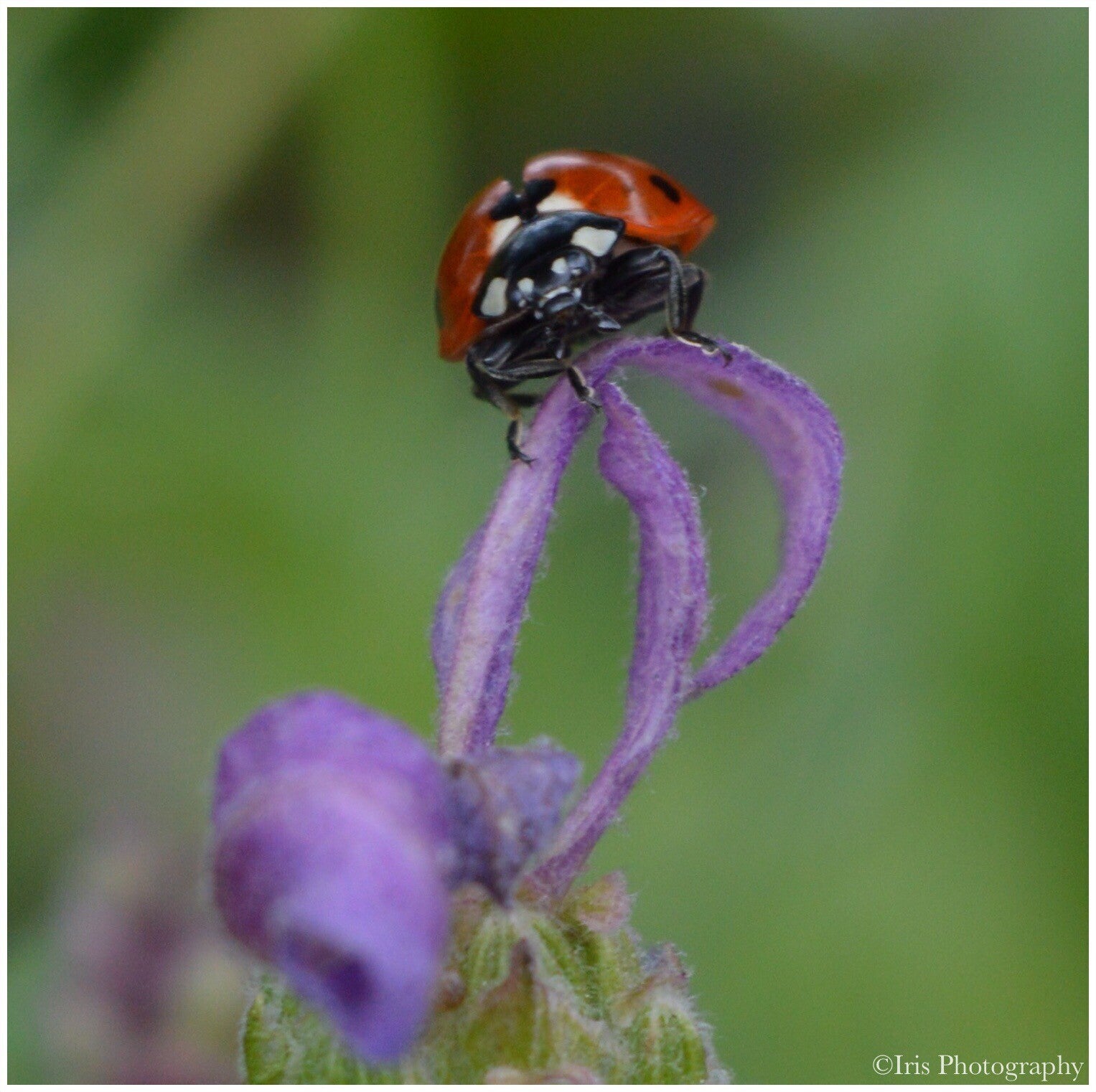 Lieveheersbeestje - Ladybug - Portfolio - Iris Photography