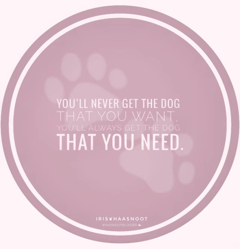 Quotes - Honden - Dogs  - Rescue dogs - Adoptnotshop - Iris Photography