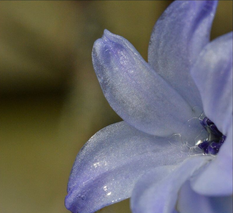 Bloemen - Portfolio - Iris Photography
