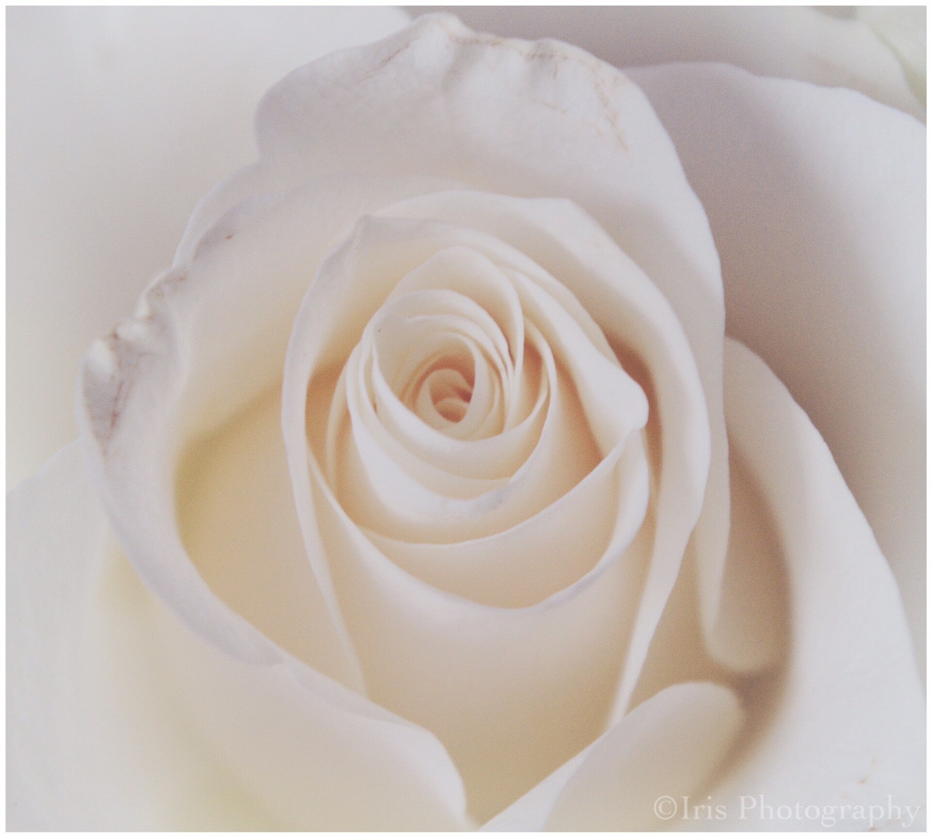 Bloemen - Portfolio - Iris Photography