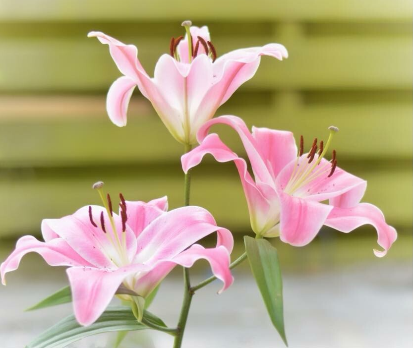 Bloemen - Portfolio - Iris Photography