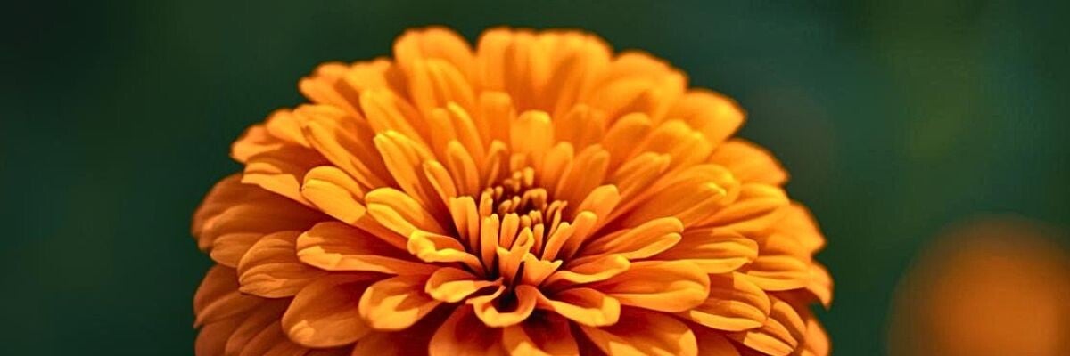 High-resolution photo of  an orange blooming marigold with soft dark green background.