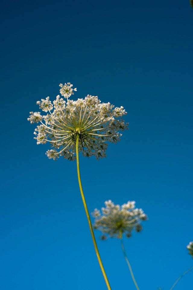 Maya Frost, founder of Collapse Forward, uses a marigold , a beloved "companion plant" as the symbol of her work.