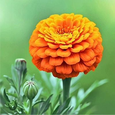 Photo of a beautiful blooming orange marigold, with foliage, muted green background.