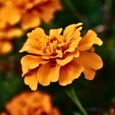 Photo of a beautiful blooming orange marigold, with foliage, muted green background.