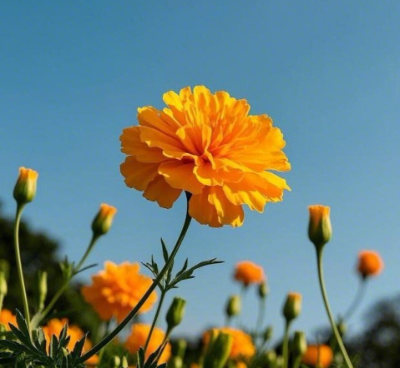 Photo of a blooming orange marigold against a blue sky, with other budding and blooming marigolds in the background.