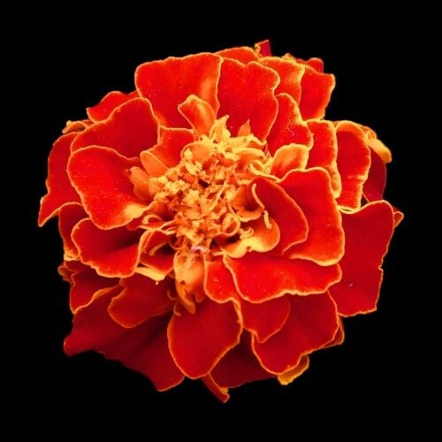 photo of red, orange and yellow marigold blossom, the symbol for Maya Frost's Collapse Companioning experience for collapse-aware individuals around the world.