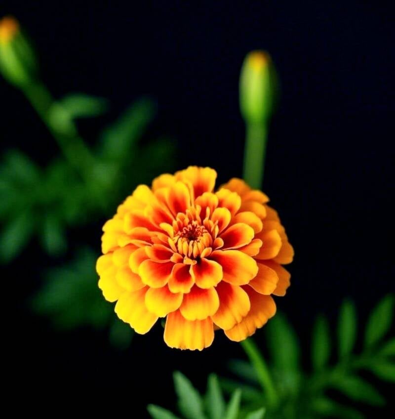 photo of a blooming orange marigold against dark background with green foliage and buds