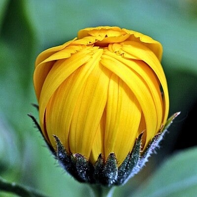 photo of a bright yellow tightly closed flower  bud  against a sage green background.