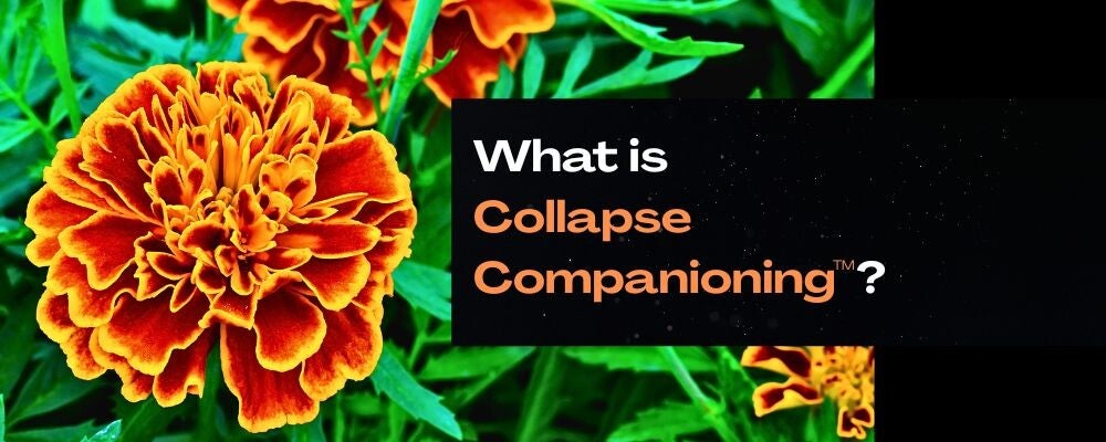 black banner with a beautiful photo of an orange and red marigold blossom and the words, What is Collapse Companioning? 