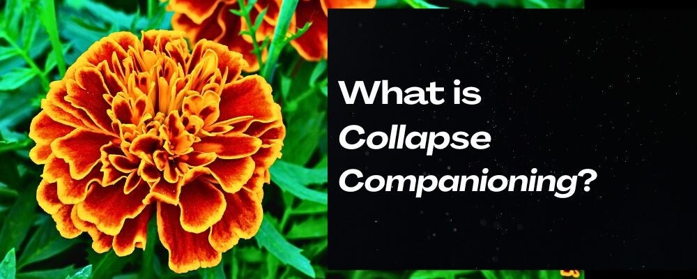 black banner with a beautiful photo of an orange and red marigold blossom and the words, What is Collapse Companioning? 