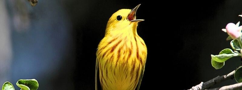 Media page for Maya Frost, creator of Lucid Longing, founder of Collapse Forward, for print, podcast, speaking, and other appearances.  Photo banner with a bright yellow bird on a blooming branch with its beak open, singing