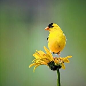 Photo of a yellow bird with black markings standing on a yellow flower with a light green background.