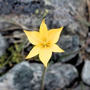 Maya Frost, founder of Collapse Forward, uses a marigold , a beloved "companion plant" as the symbol of her work.