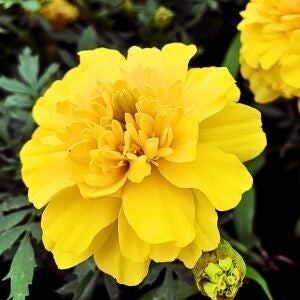 bright yellow marigold, the symbol used by Maya Frost for her work as a companion for those struggling with despair about our colliding crises.