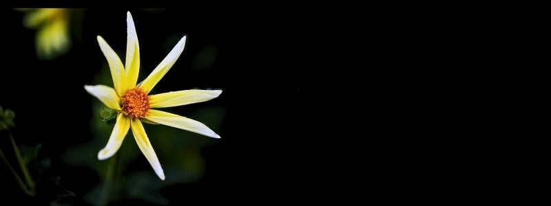 About Maya Frost, from her early experience with loss, grief, and mindfulness to her new life in Europe serving clients and speaking at conferences. Photo: star-like yellow and white flower, black background.