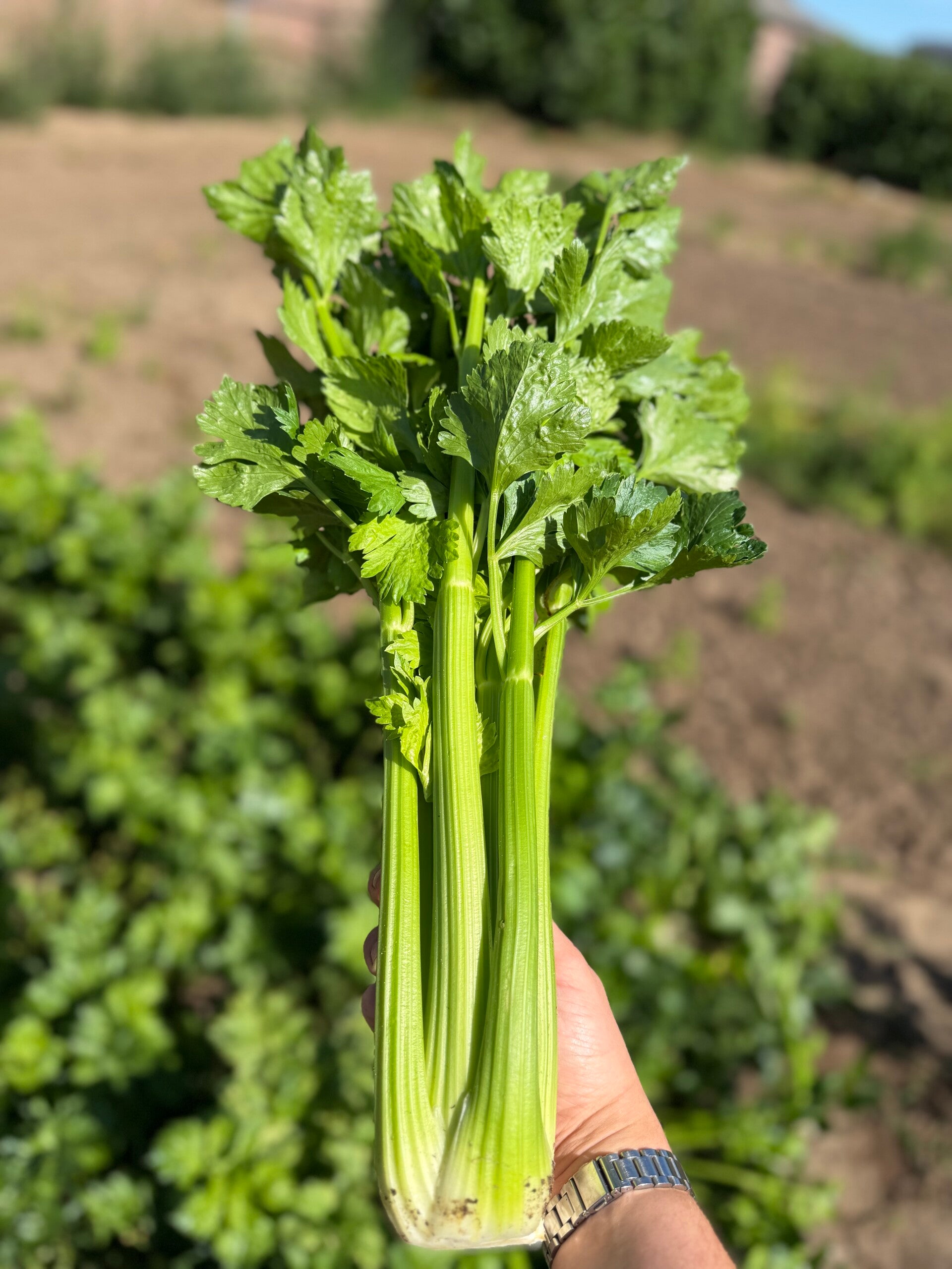 bleekselderij