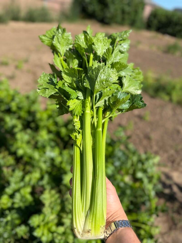 bleekselderij