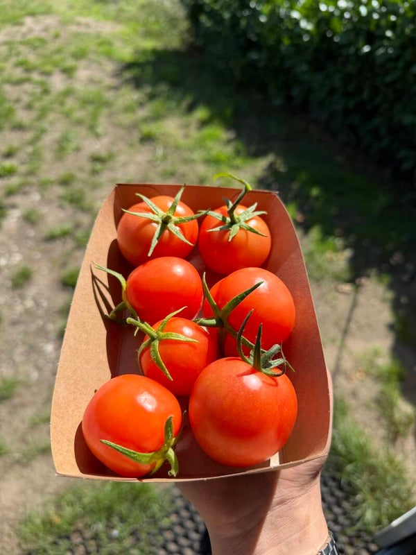 Tomaten