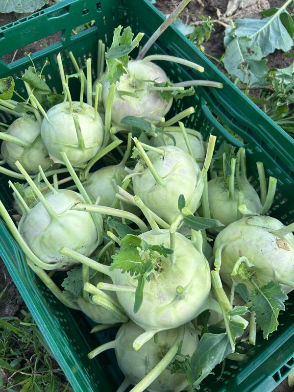 Koolrabi
