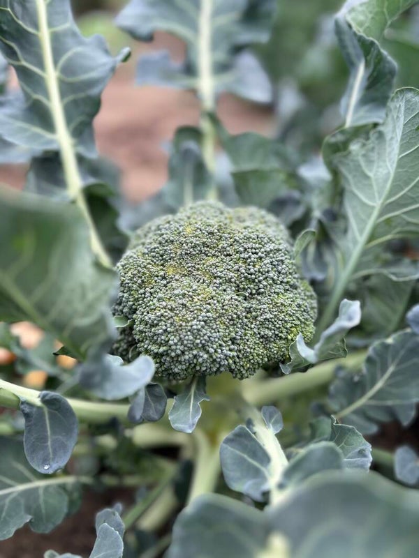 Broccoli
