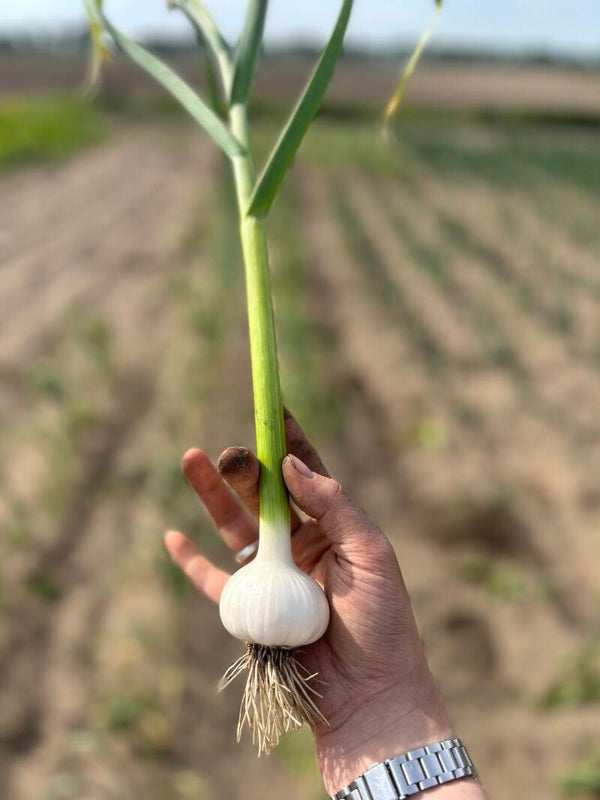 Knoflook