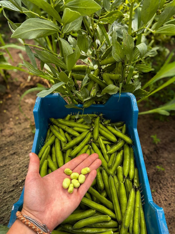 Tuinbonen