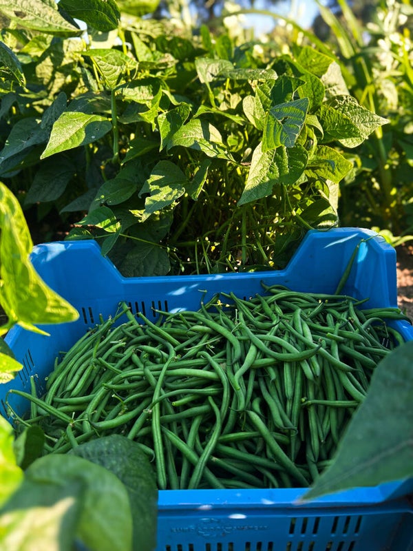 Haricots Verts