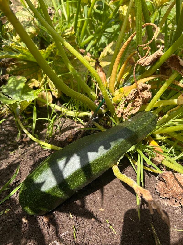 Courgette