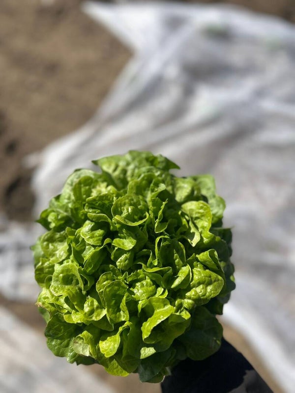 Verschillende soorten sla