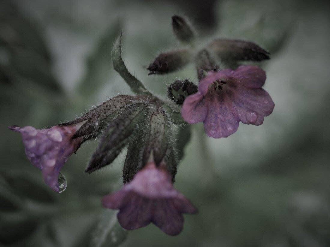 Moody Symphytum Officinale Common Comfrey " Photography Print"