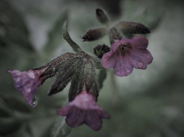 Moody Symphytum Officinale Common Comfrey " Photography Print"