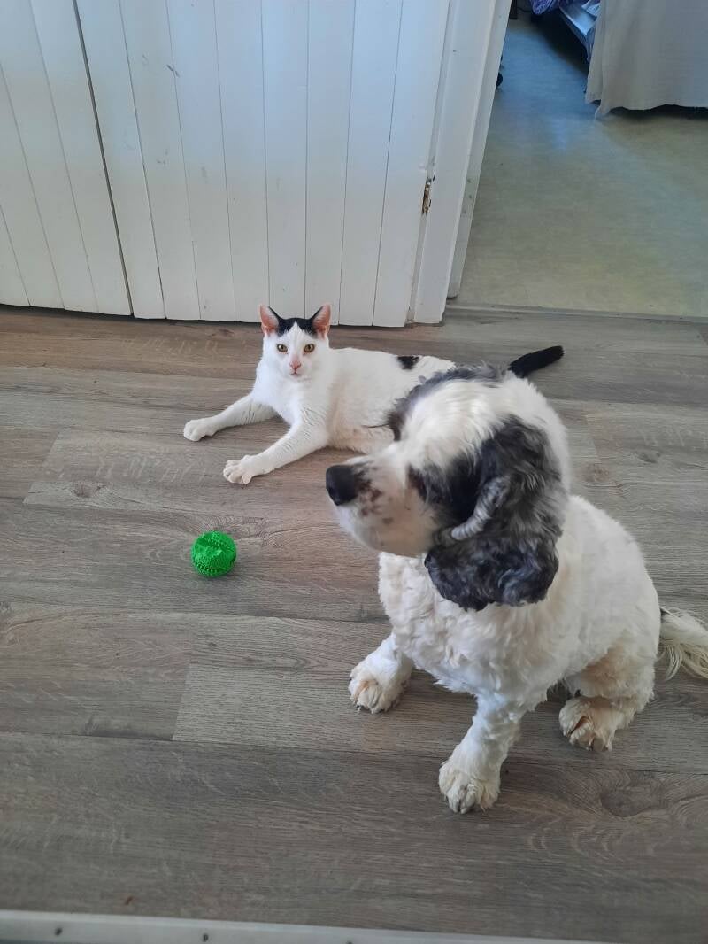 Coco dans sa nouvelle famille 2025