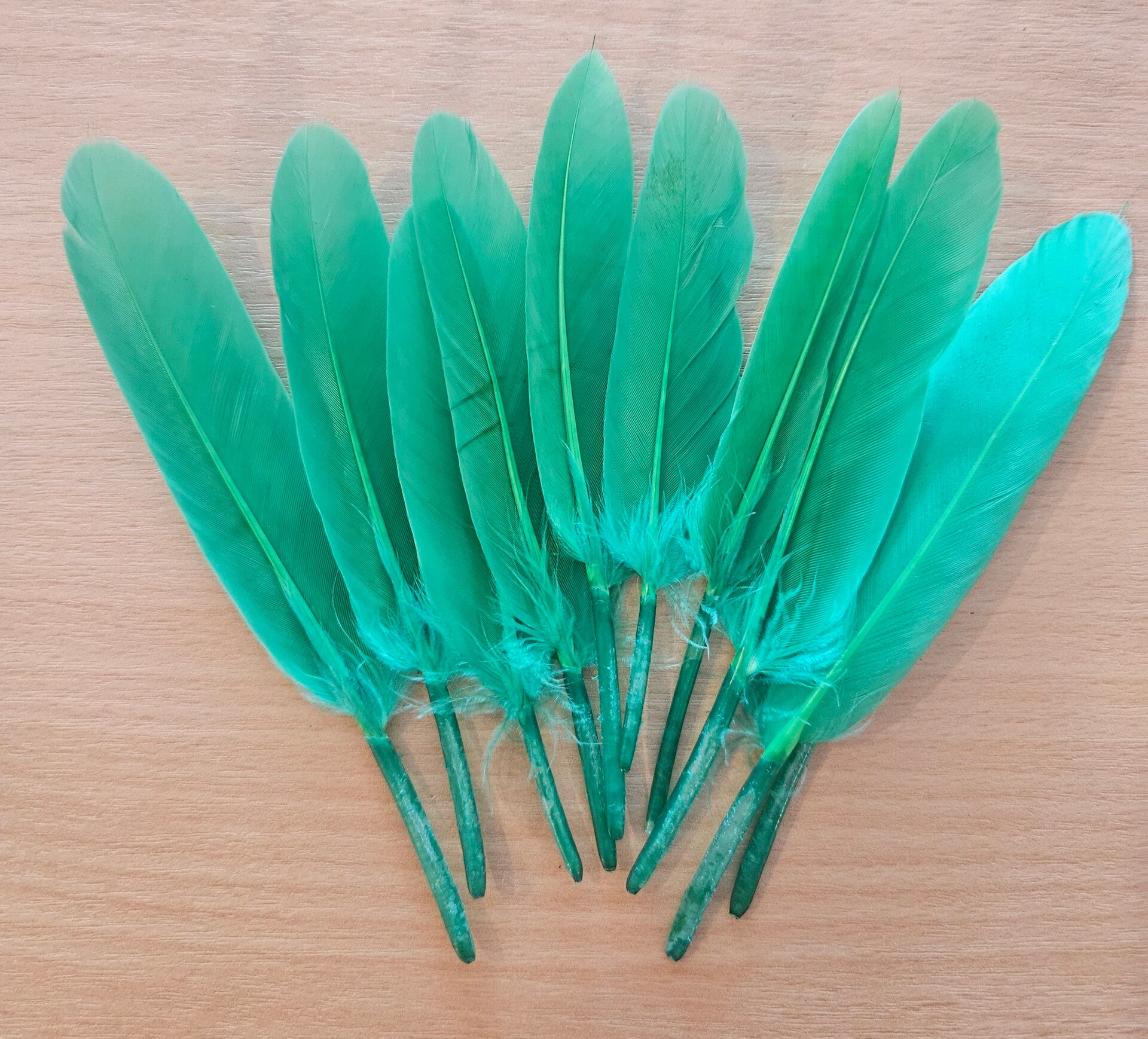 Veer Groen - 11/13 cm