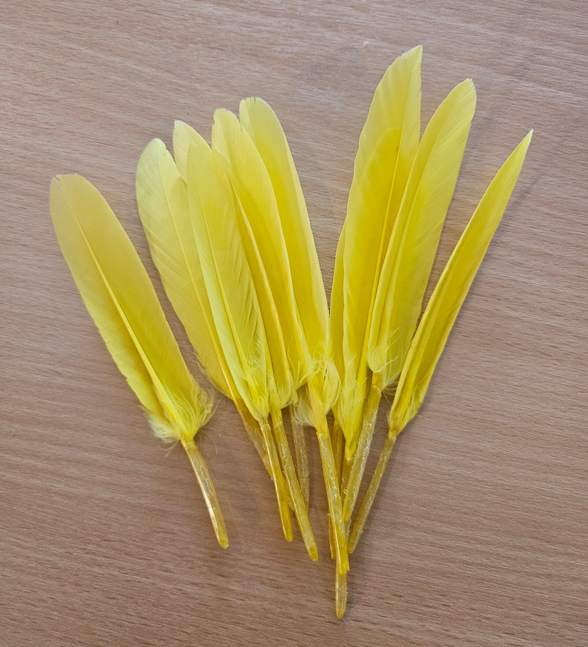 Veer Geel - 13/15cm