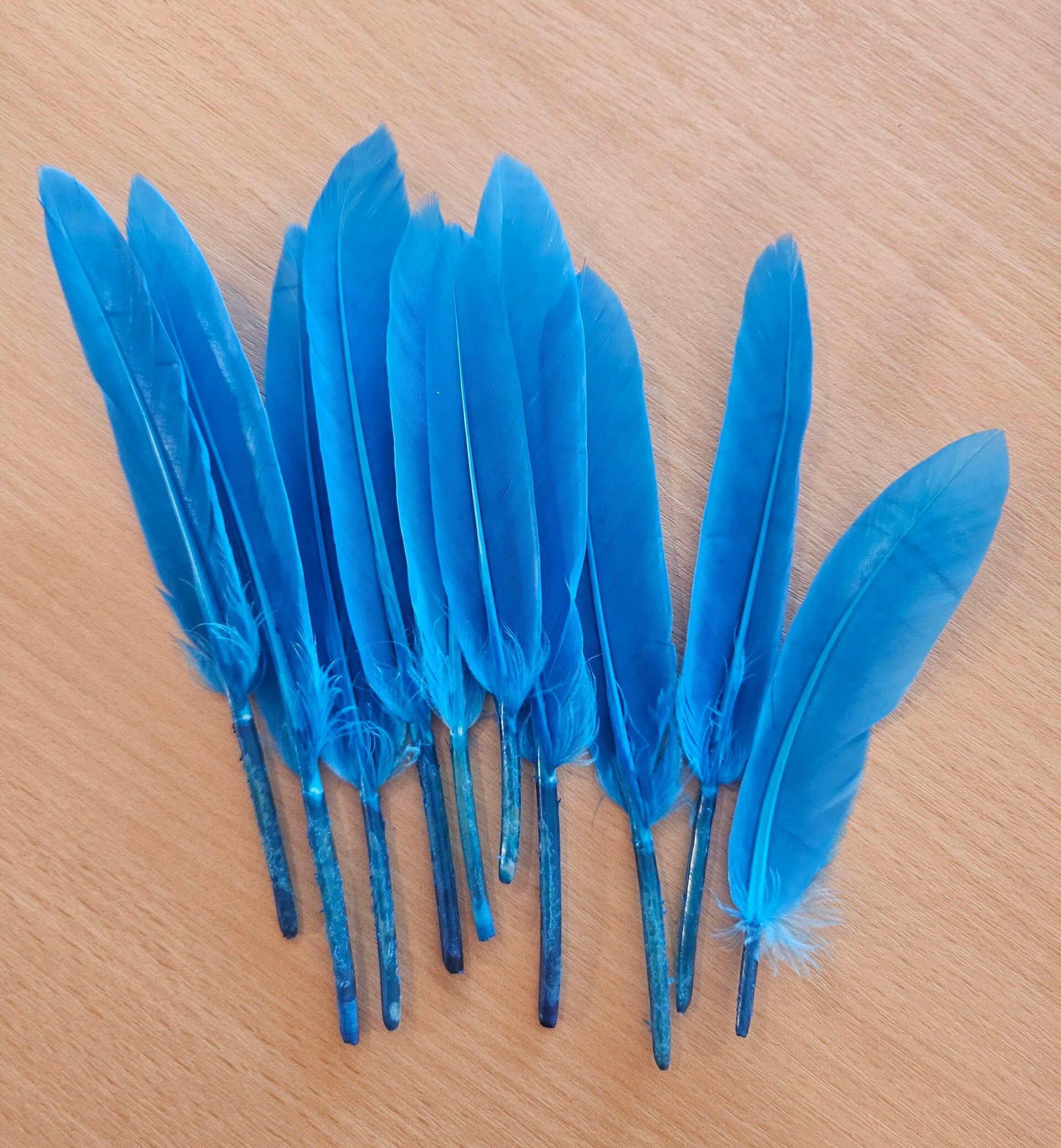 Veer Lichtblauw - 11/13 cm