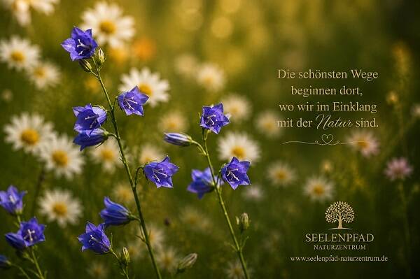 blume-1a-hnlich-klein-standard-sozbeo.jpg
