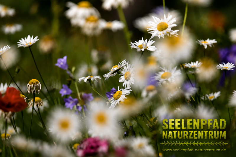 blumen-aus-unserem-garten-1a-standard.png