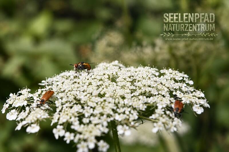 insekten-1-standard.jpg
