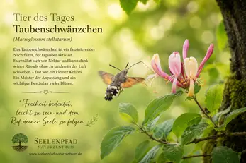 taubenschw-nzchen-2-high-standard-pqk6no.webp