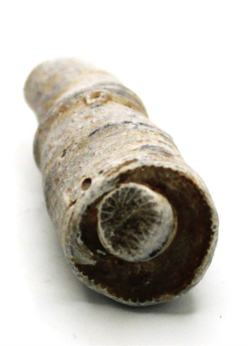 Horn Coral Fossil from Canada Approx. 3.5 cm x 1.5 cm