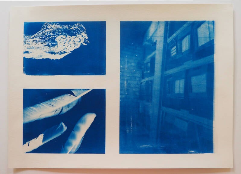 Losse veren, cyanotype, 29,5 x 39,8 cm, 2026