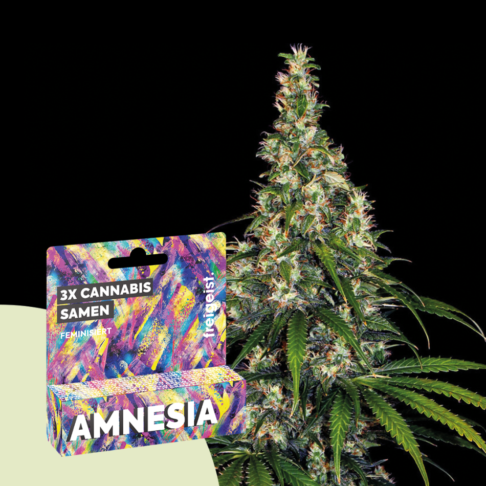Freigeist Samen - Feminisiert "Amnesia" 3 Stück