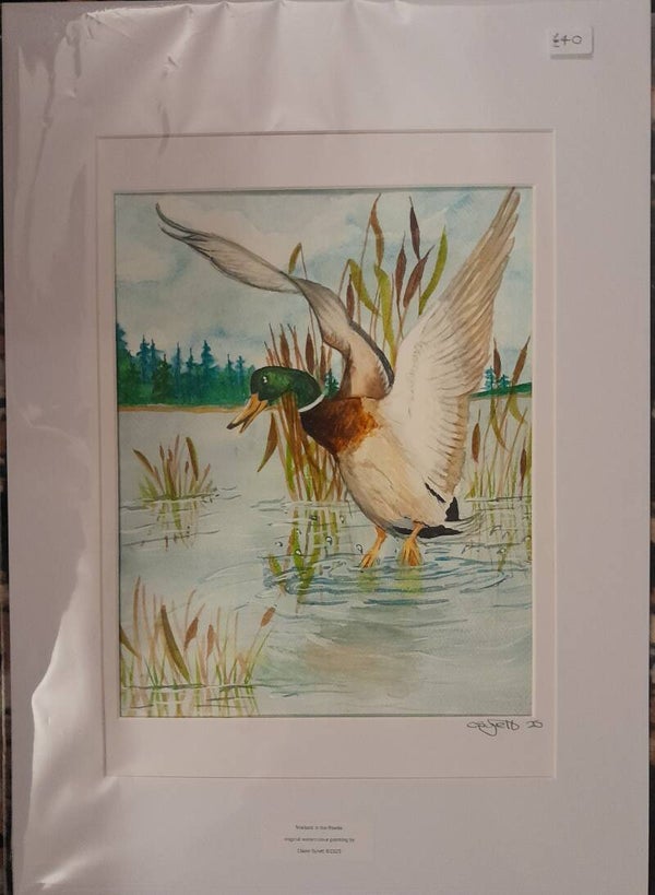 Mallard in the Reeds