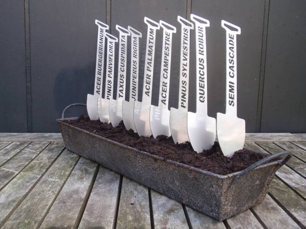 Plantensteker 'Acer Campreste'