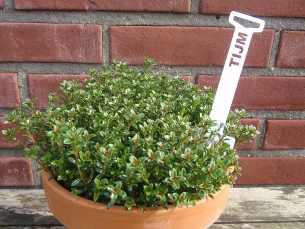 Plantensteker 'Tijm'