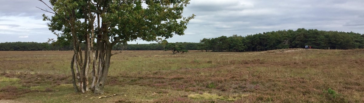 wandelcoaching en buitencoaching "Lopen met Luc " | Bussum